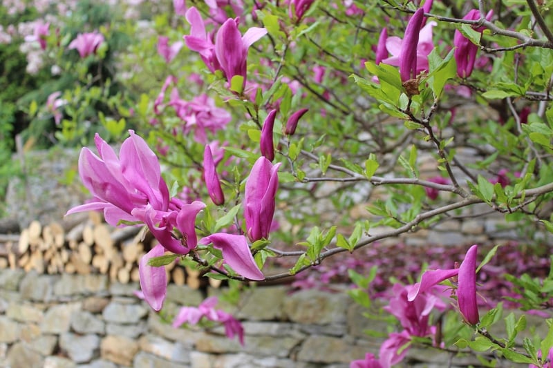 Secret Garden Secrets